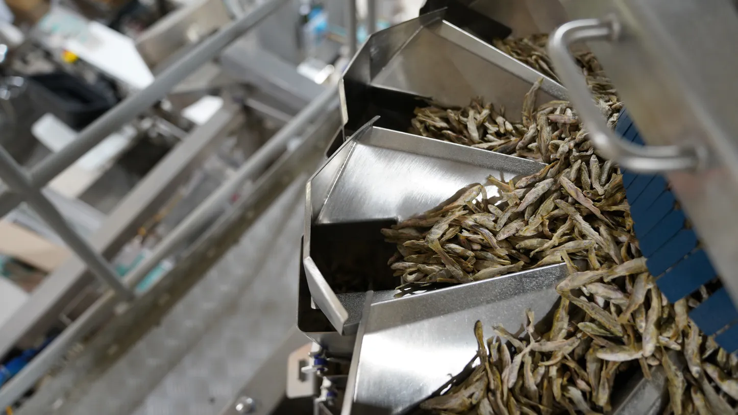 Close-up of a our Freeze-Dried Minnows in production.